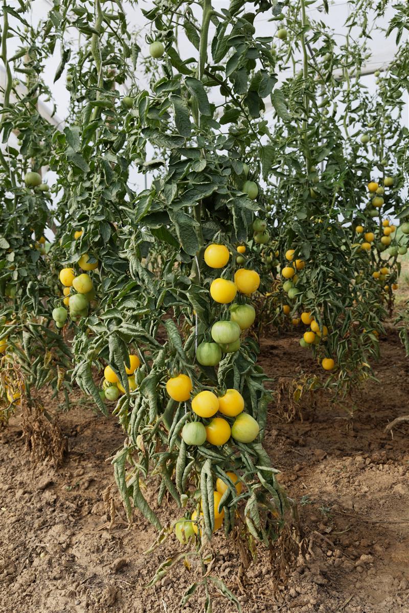 Salattomate Weißer Pfirsich
