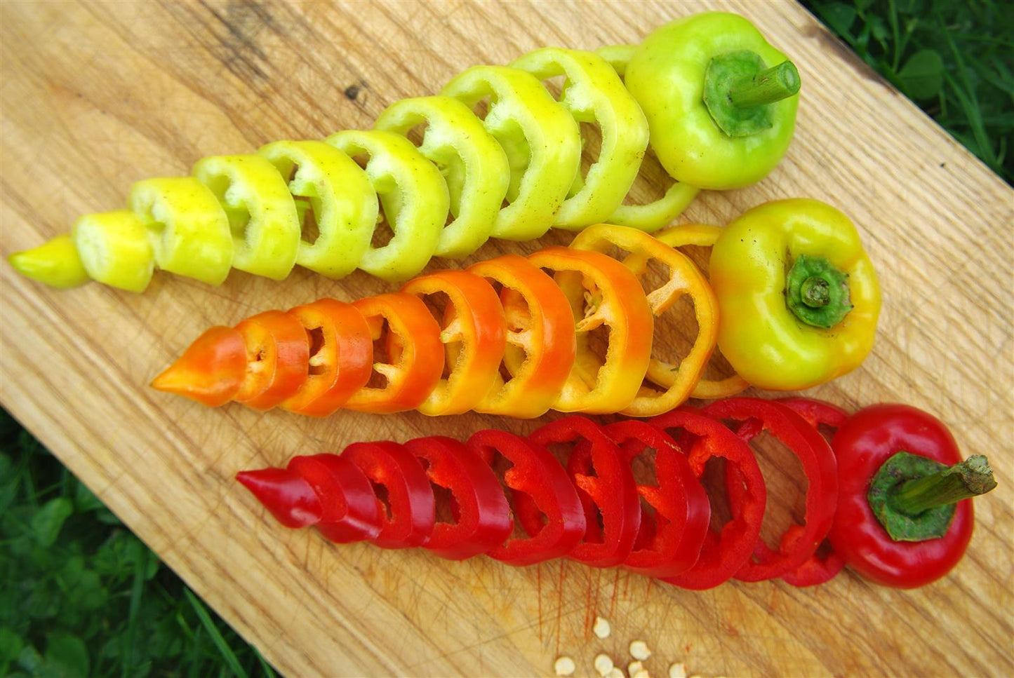 Paprika Roter Augsburger