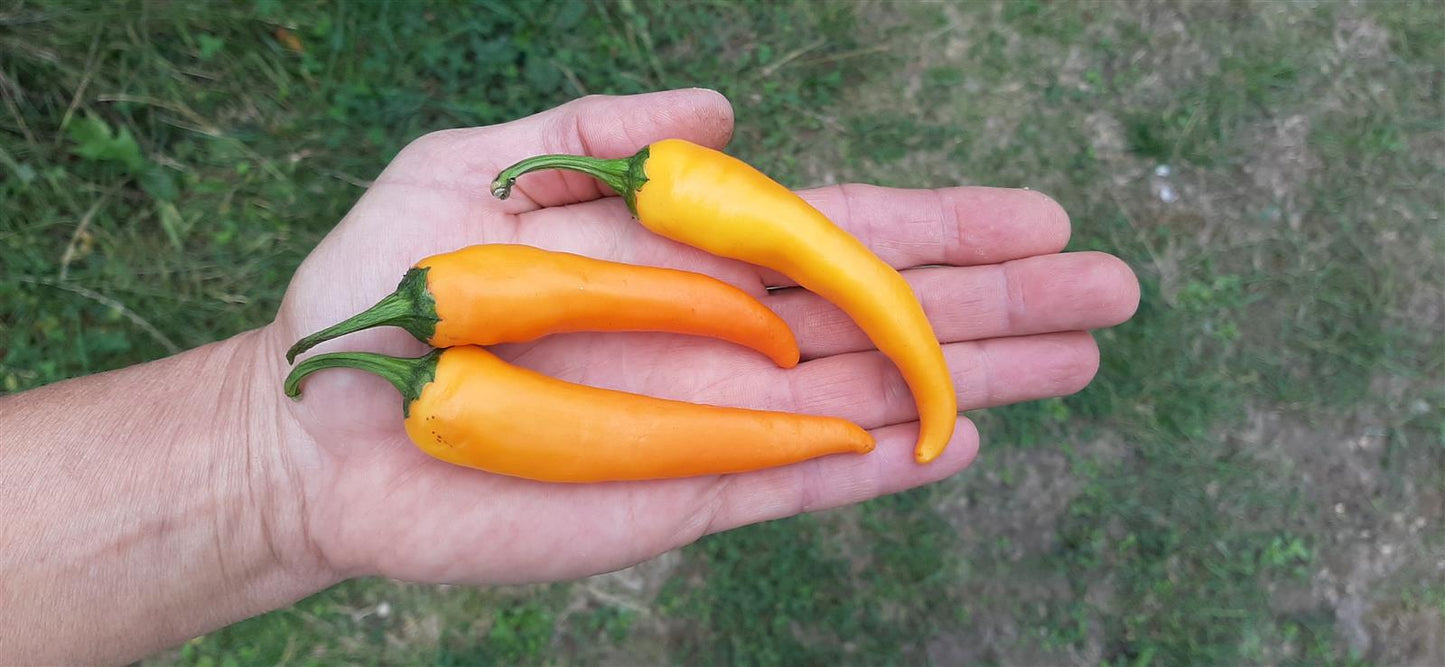 Chili Cayorange