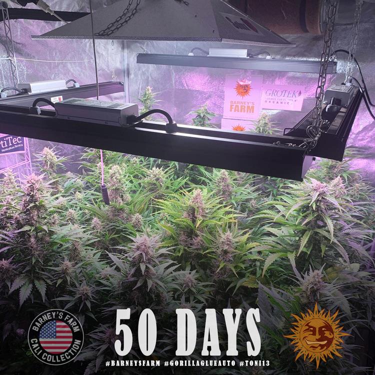 Barneys Farm Gorilla Glue Auto Fem. 3St.