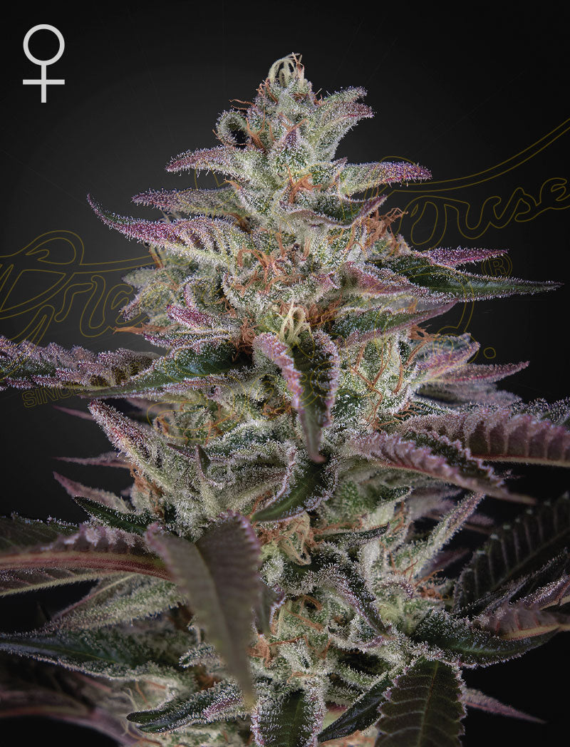 Green House Seed Co. Banana Krumble Fem. 3St.