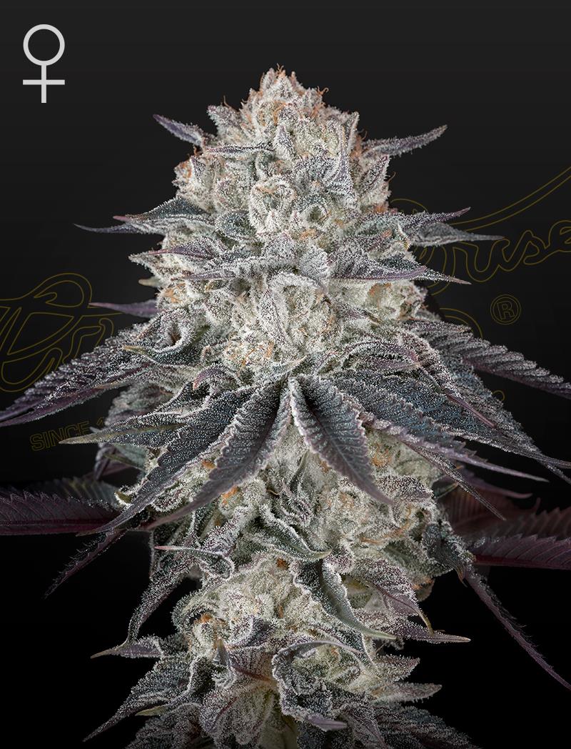 Green House Seed Co. Fullgas Fem. 3St.
