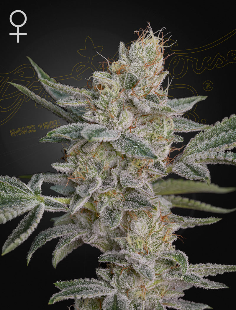 Green House Seed Co. Super Lemon Haze x RS11 Fem. 3St.