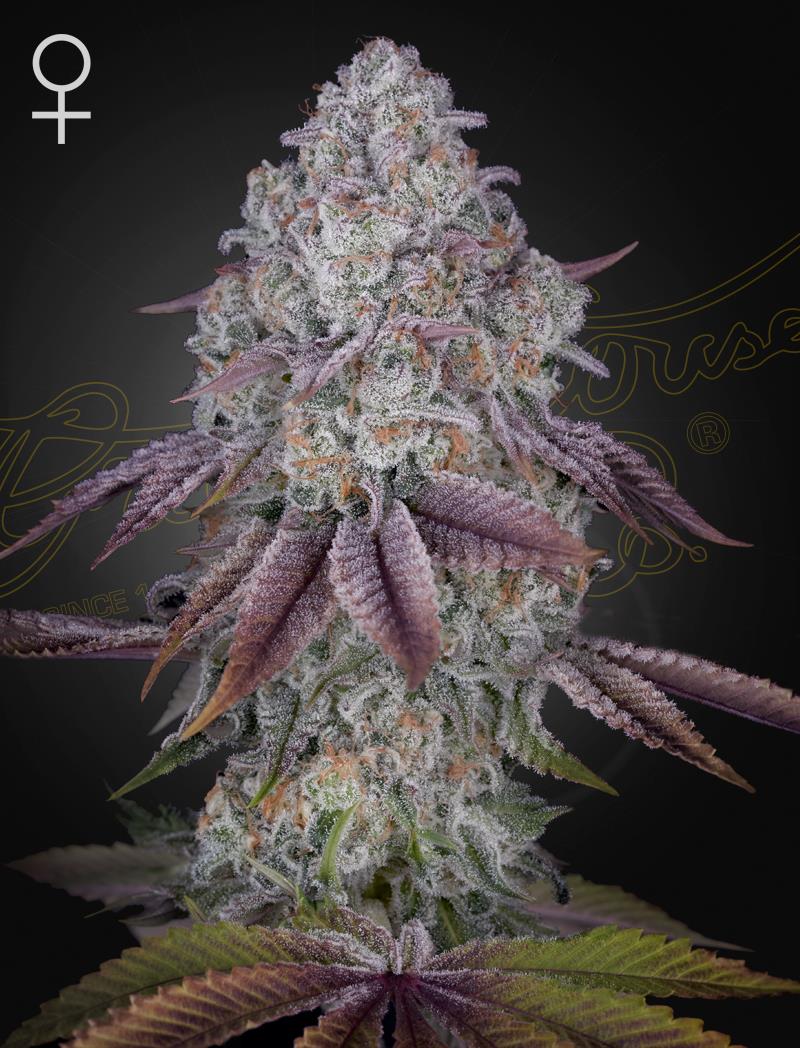Green House Seed Co. Persian Pie Fem. 3St.