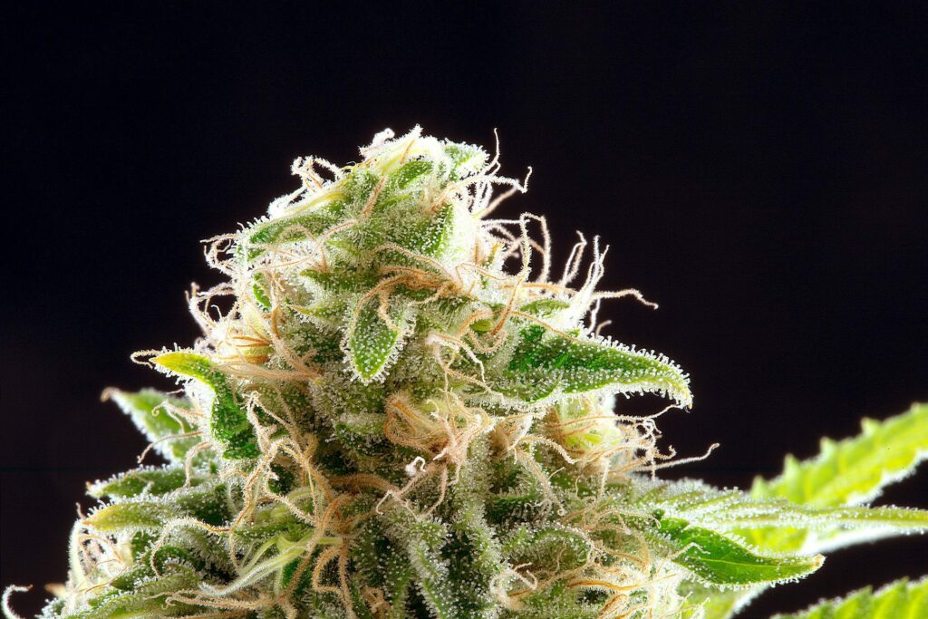 Kannabia Cookies Haze Fem. 3St.