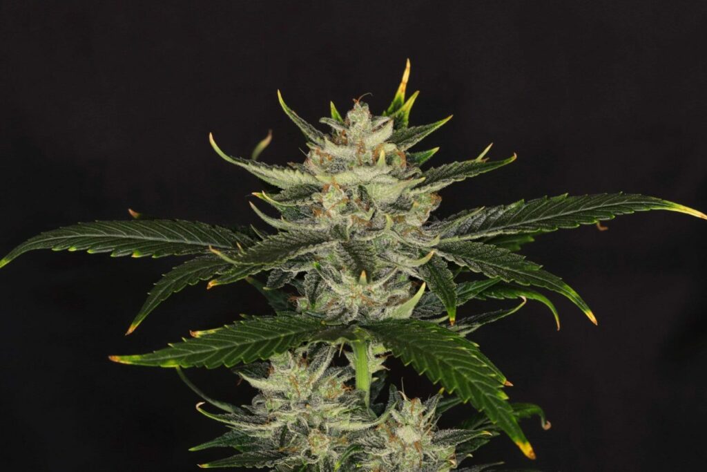 Kannabia Gorilla King Auto Fem. 3St.