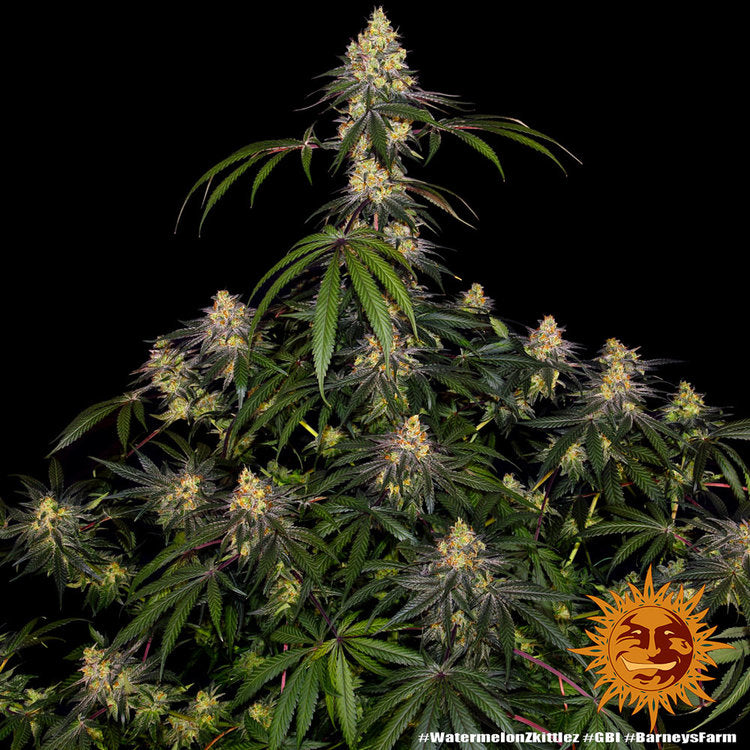 Barneys Farm Watermelon Zkittlez Fem. 3St.