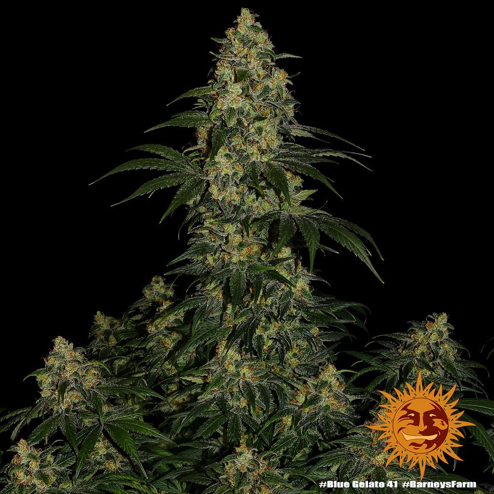 Barneys Farm Blue Gelato 41 Fem. 3St.