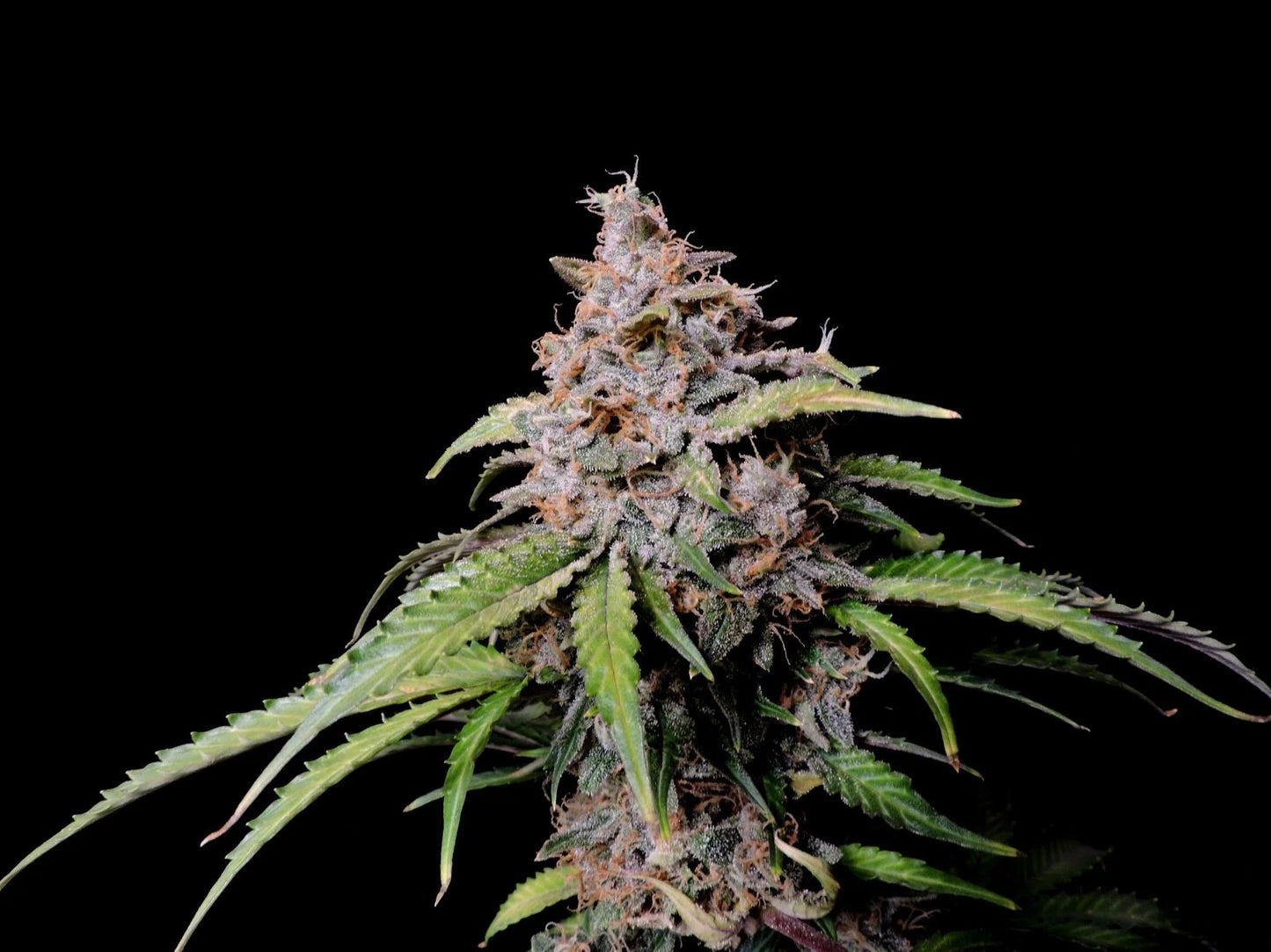 Fast Buds Amnesia Zkittlez Auto Fem. 3St.