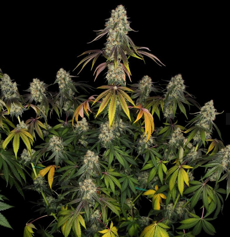 T.H. Seeds French Cookies Fem 6St.