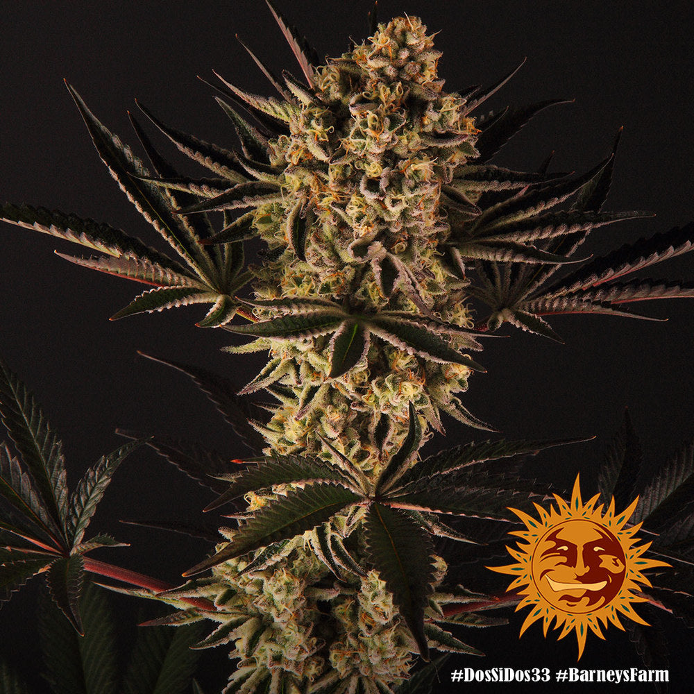 Barneys Farm DOS SI DOS 33 Fem 3St.