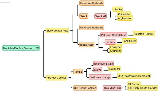 Sweet Seeds Black Muffin F1 Fast Fem 3St.