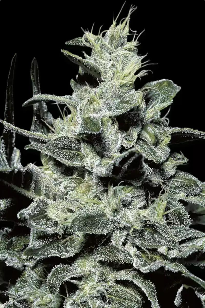 Paradise Seeds Nebula Fem 3St.