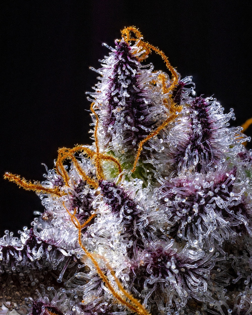 Cookies Seeds Hollywood Fem 3St.