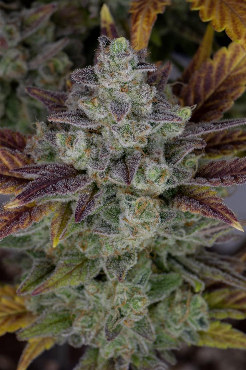 Fast Buds Gorilla Cookies Auto Fem 3St.