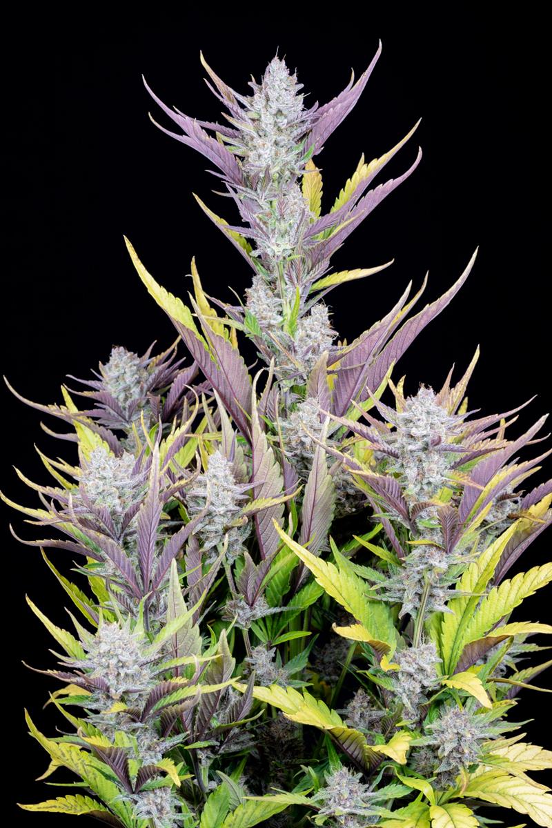 Fast Buds Wedding Glue Auto Fem 3St.