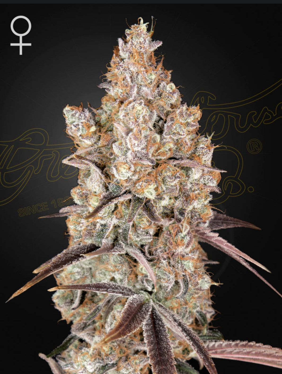 Green House Seed Co. Holy Snow Fem 3St.