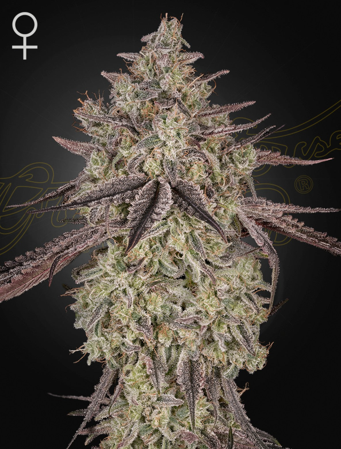 Green House Seed Co. Skywalker Auto Fem 3St.