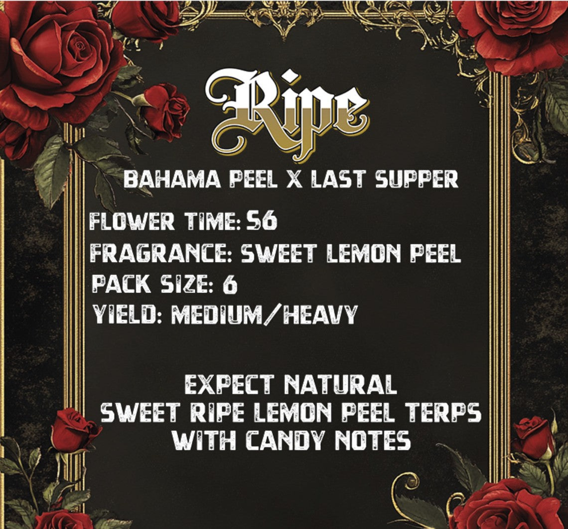 Solfire Gardens Ripe Fem 3St.