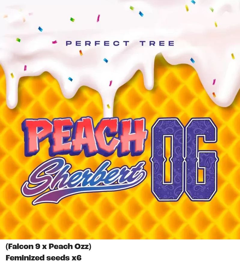 Perfect Tree Peach Sherbert OG Fem 6St.