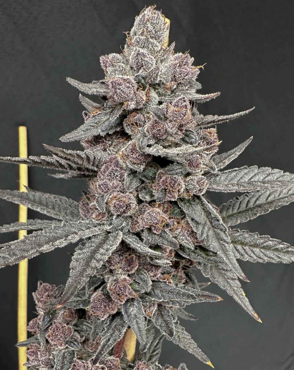 Solfire Gardens Sinferno Fem 6St.