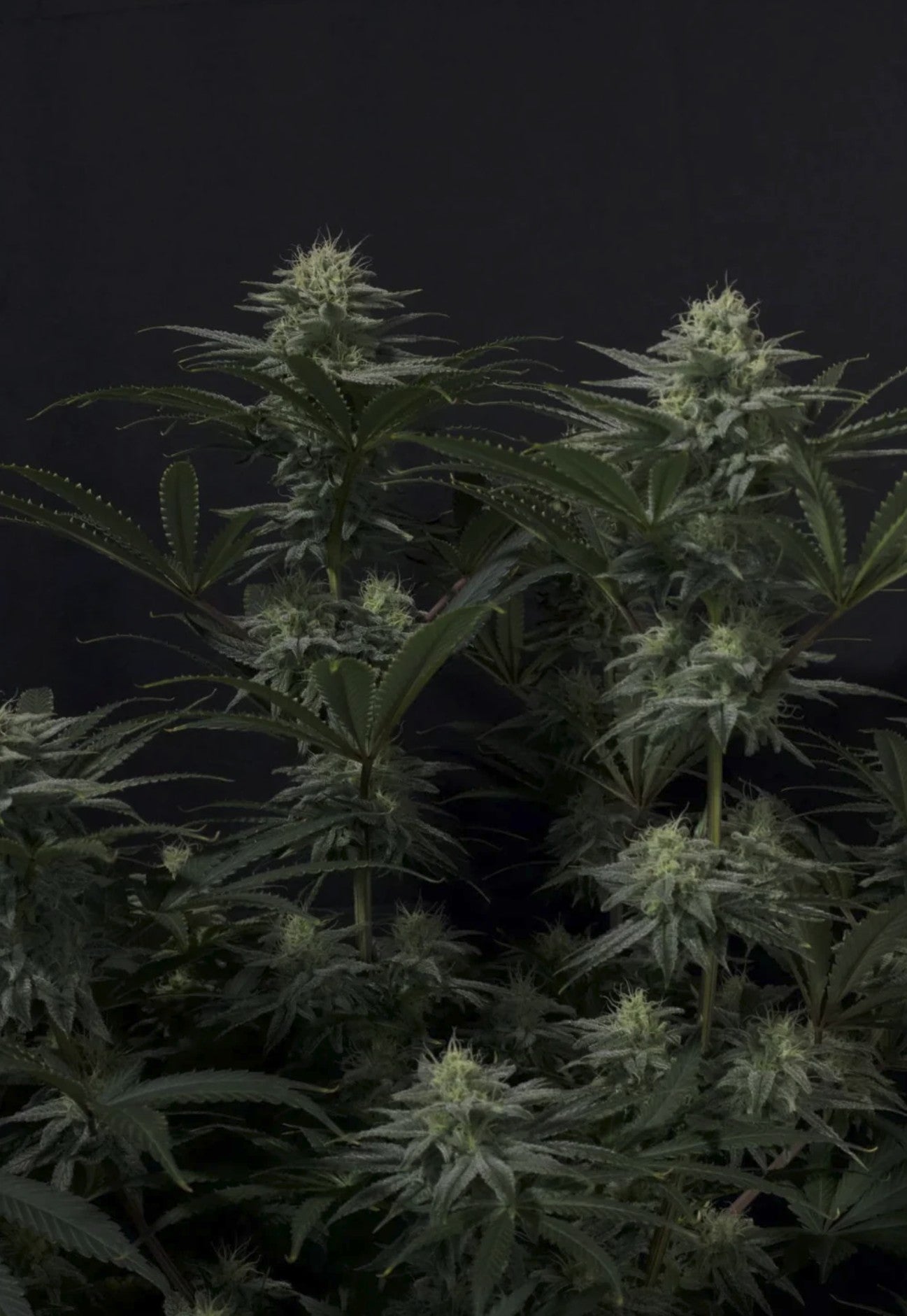 Fast Buds GG4 Sherbet FF Fem 3St.
