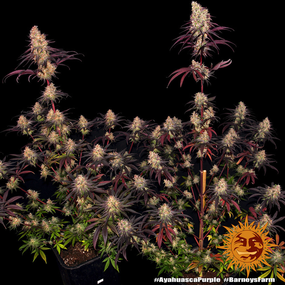Barneys Farm Ayahuasca Purple Fem 3St.