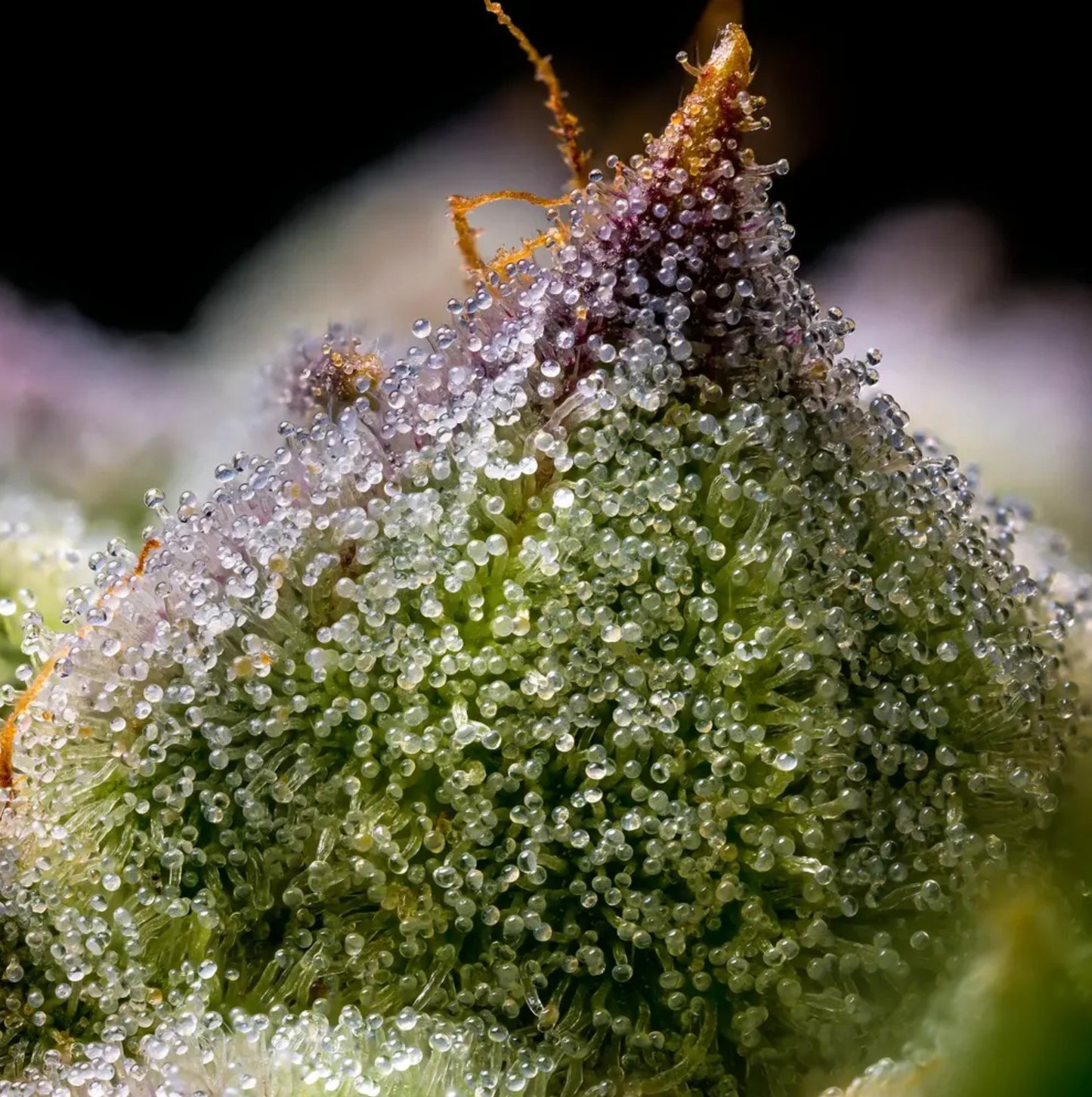 Barneys Farm Mendo Breath Fem 3St.