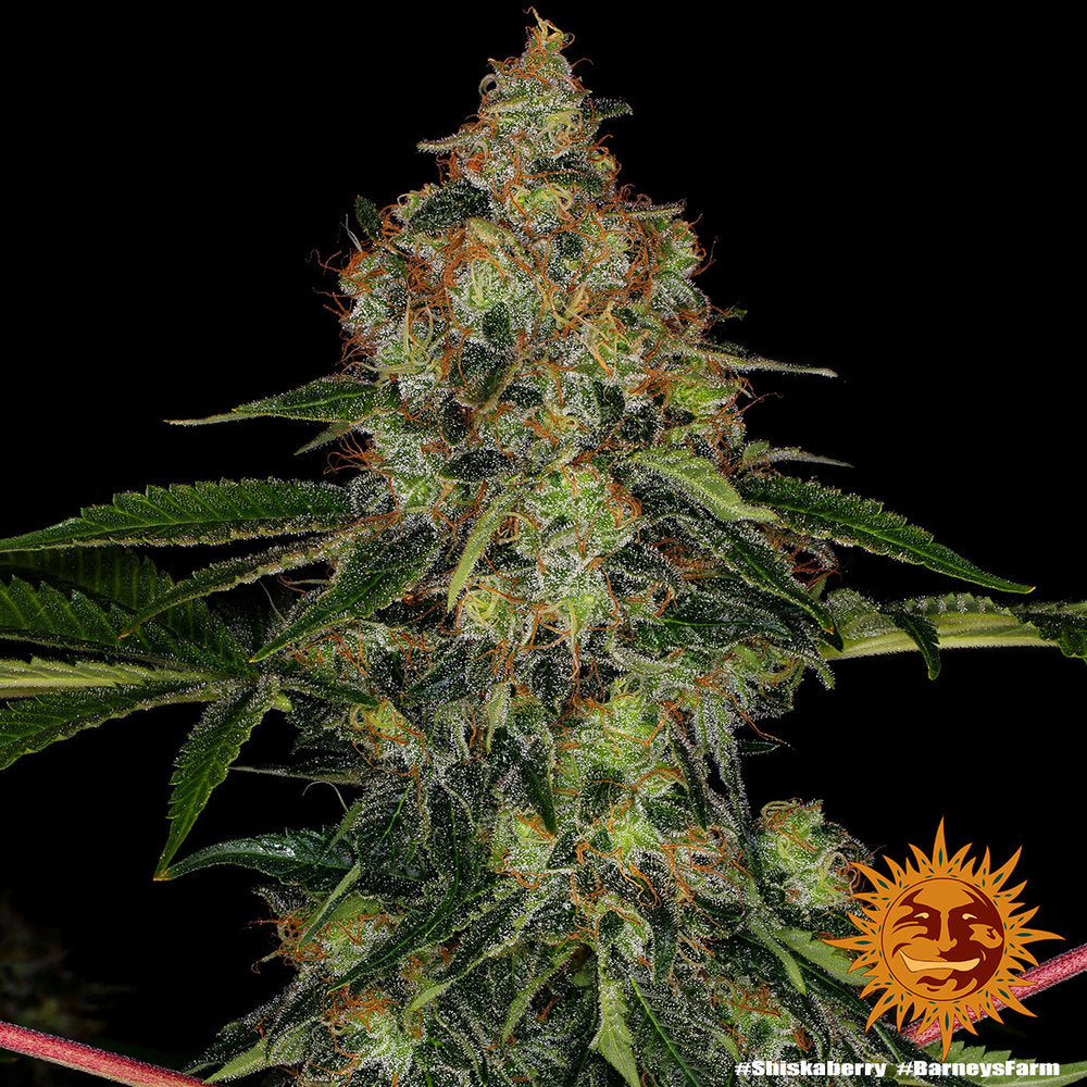 Barneys Farm Shiskaberry Fem 3St.