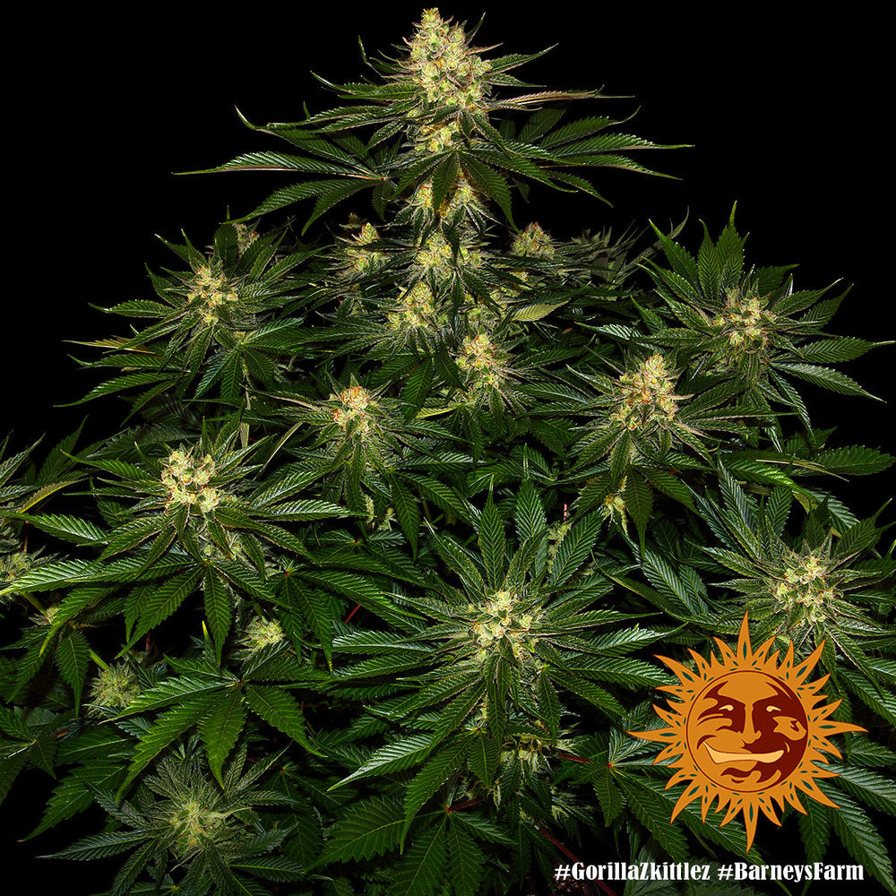 Barneys Farm Gorilla Zkittlez Fem 3St.