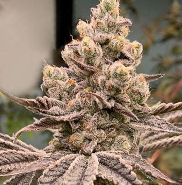 In House Genetics Frozen Grapes Fem 3St.