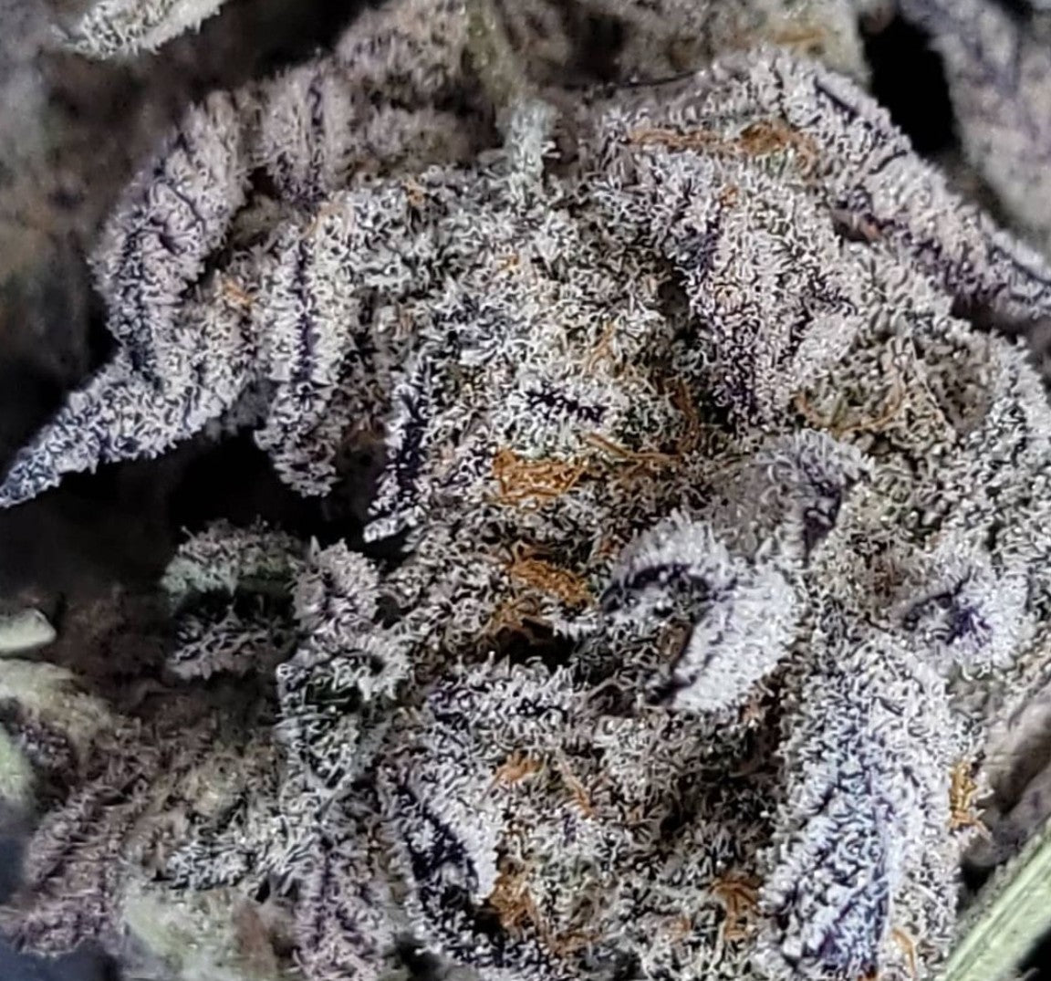 In House Genetics Jelly Breath S1 Fem 3St.