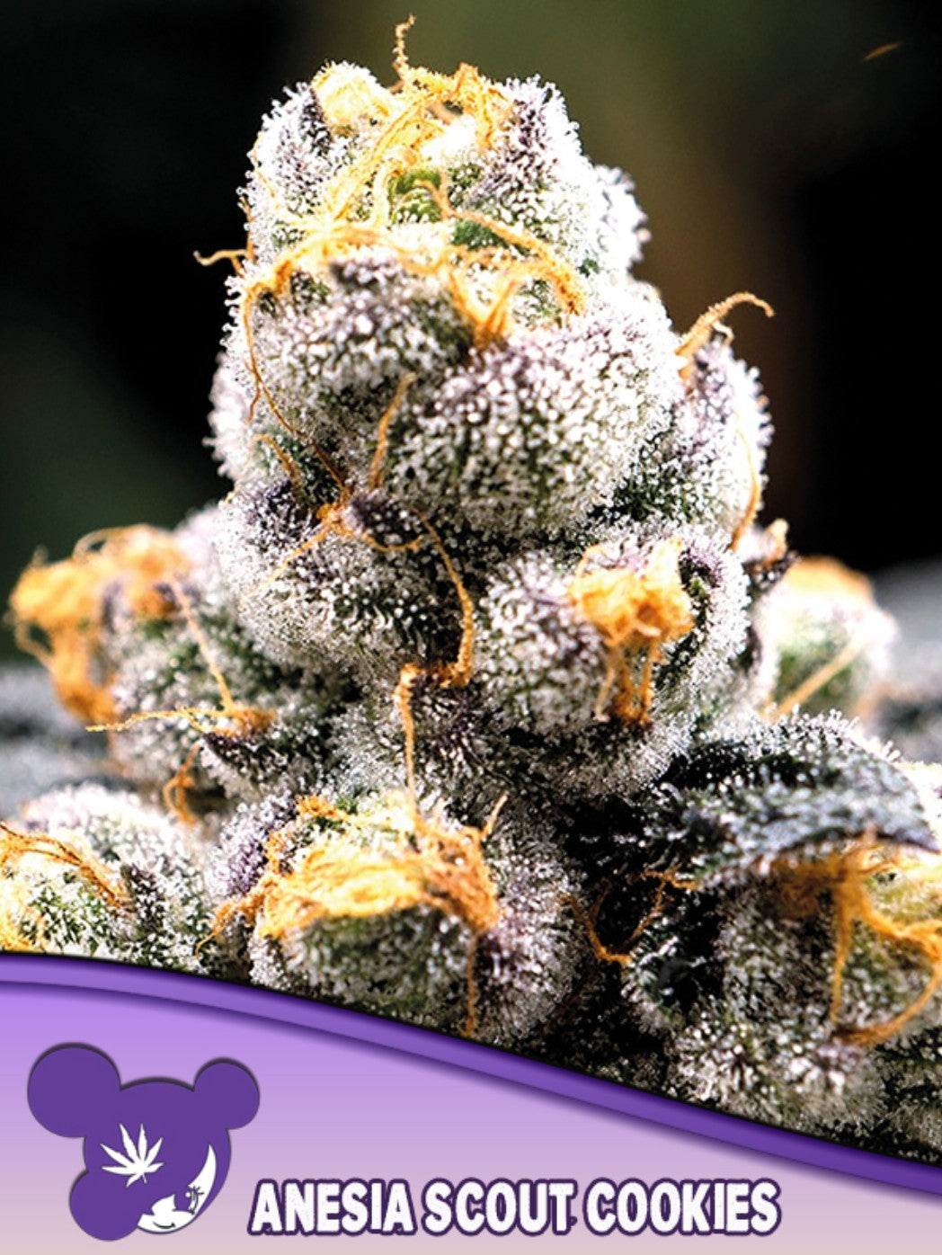 Anesia Scout Cookies Fem 3St.