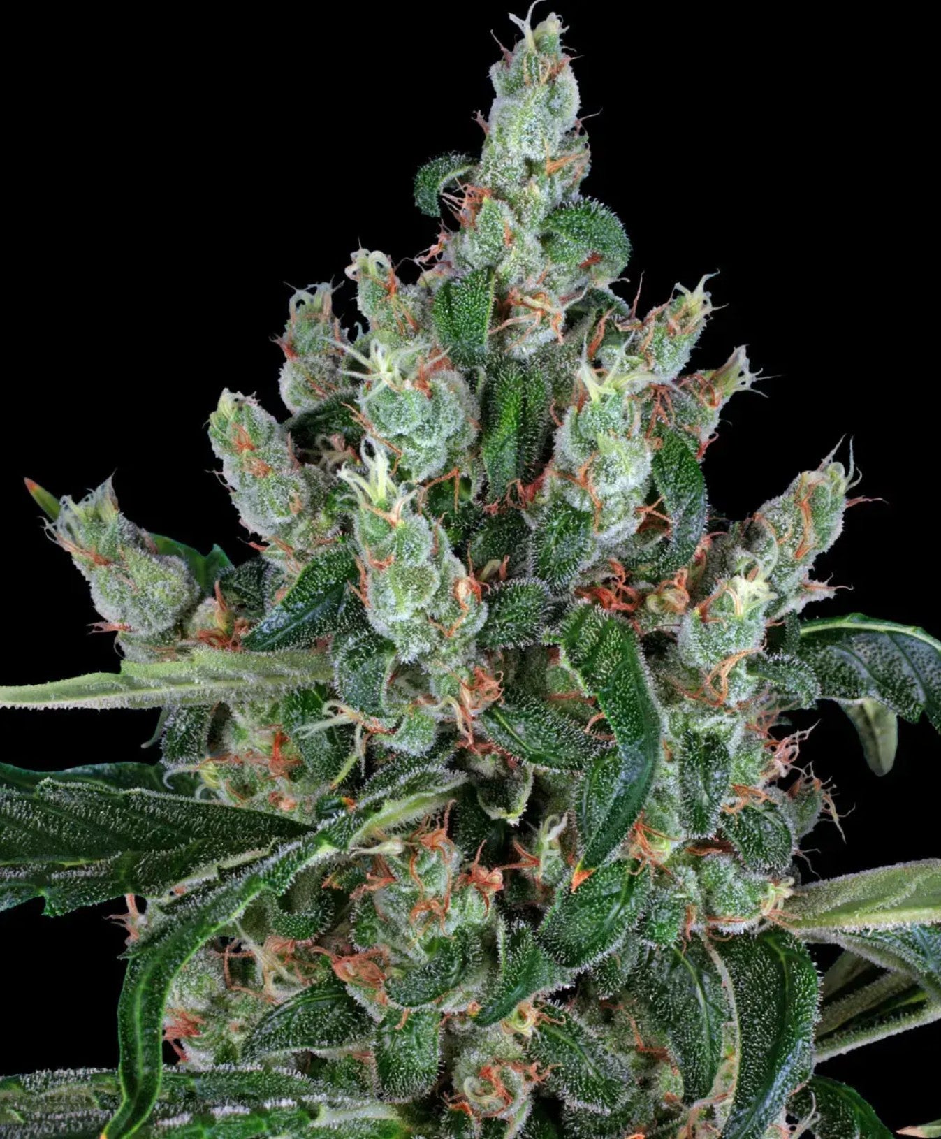 Barneys Farm Laughing Buddha Fem 3St.