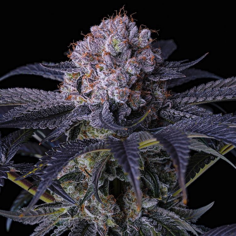 Ethos Grape Balls of Fire RBX Fem 5St.