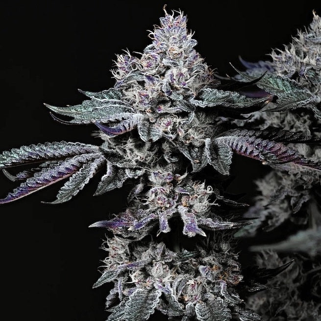 Ethos Nuggz R1 Fem 5St.
