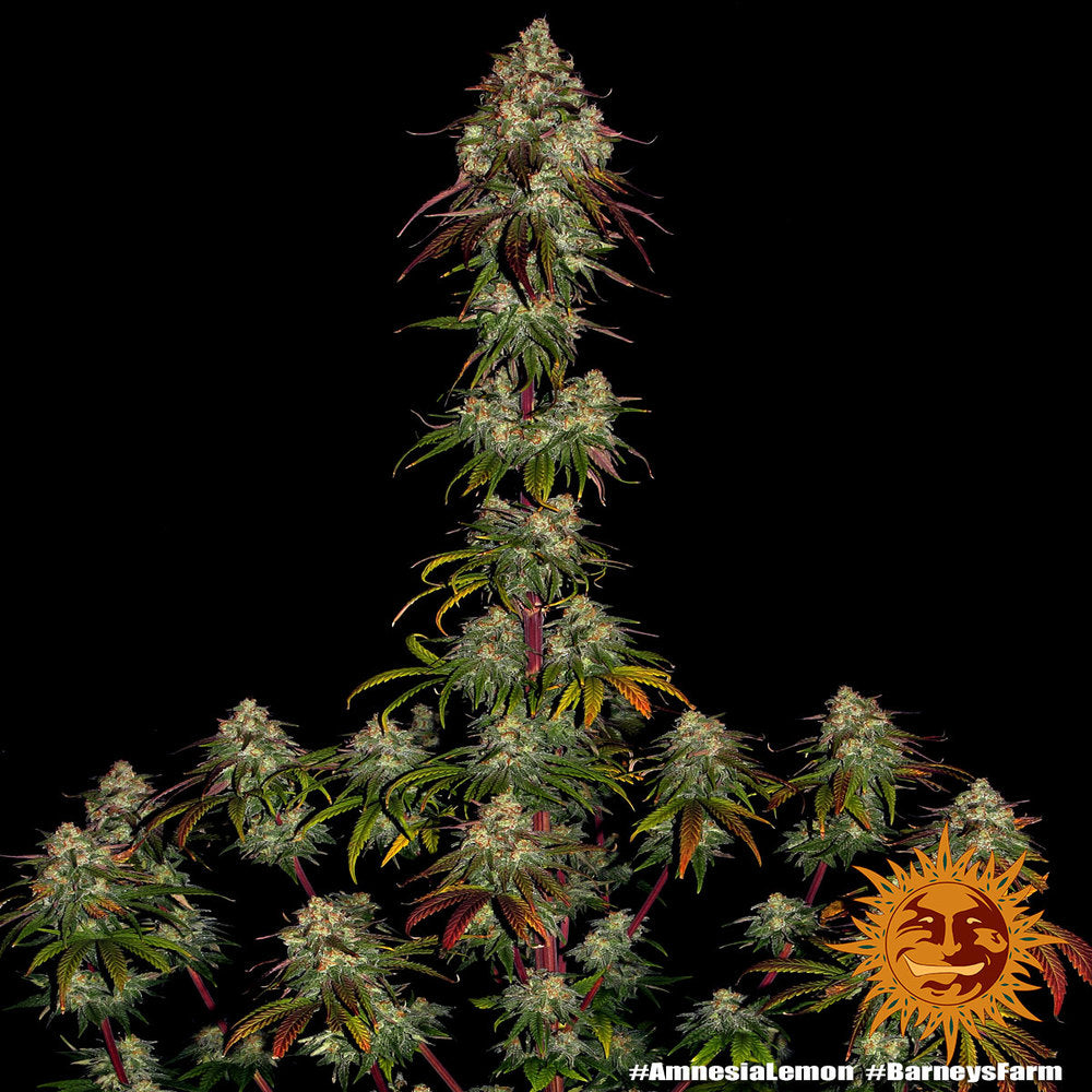 Barneys Farm Amnesia Lemon Fem 3St.