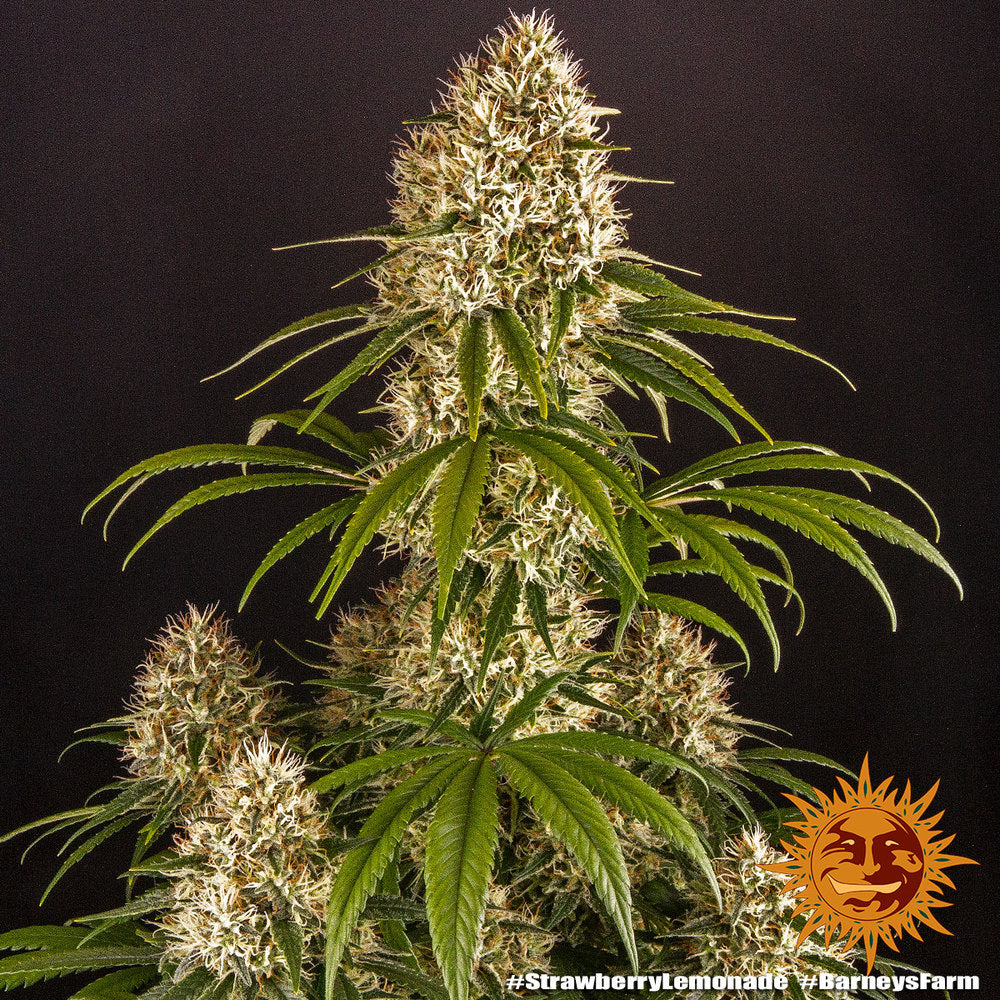 Barneys Farm Strawberry Lemonade Fem 3St.