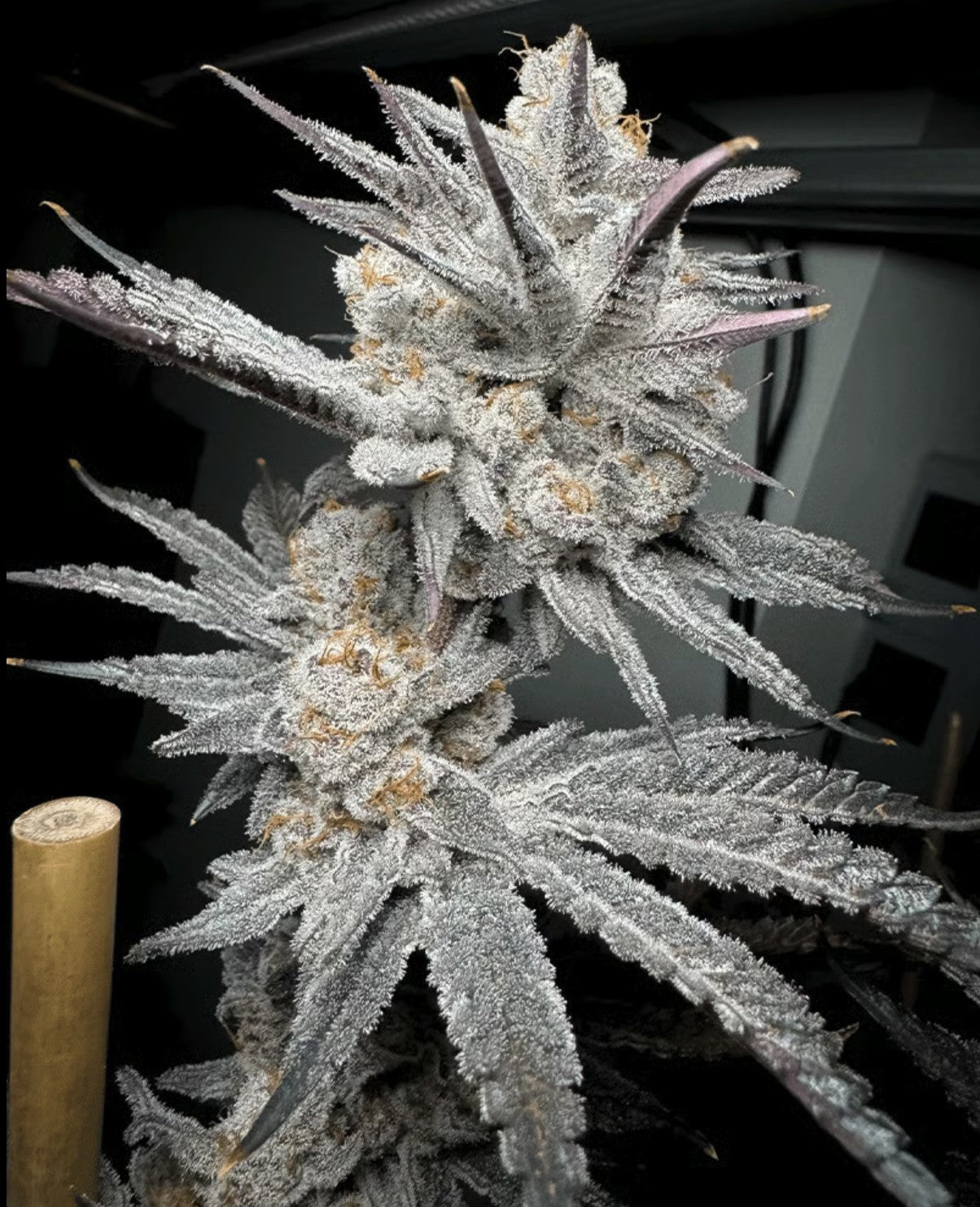 Solfire Gardens Trich Beast Fem 3St.