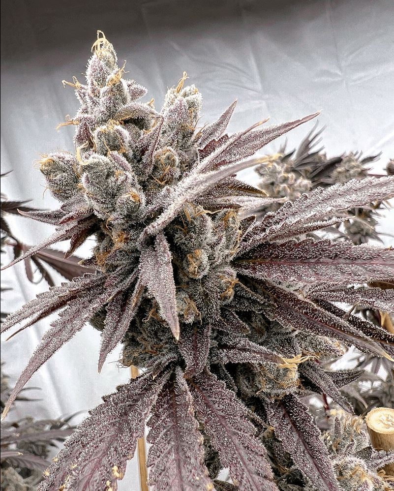 Solfire Gardens Shot Caller Fem 6St.