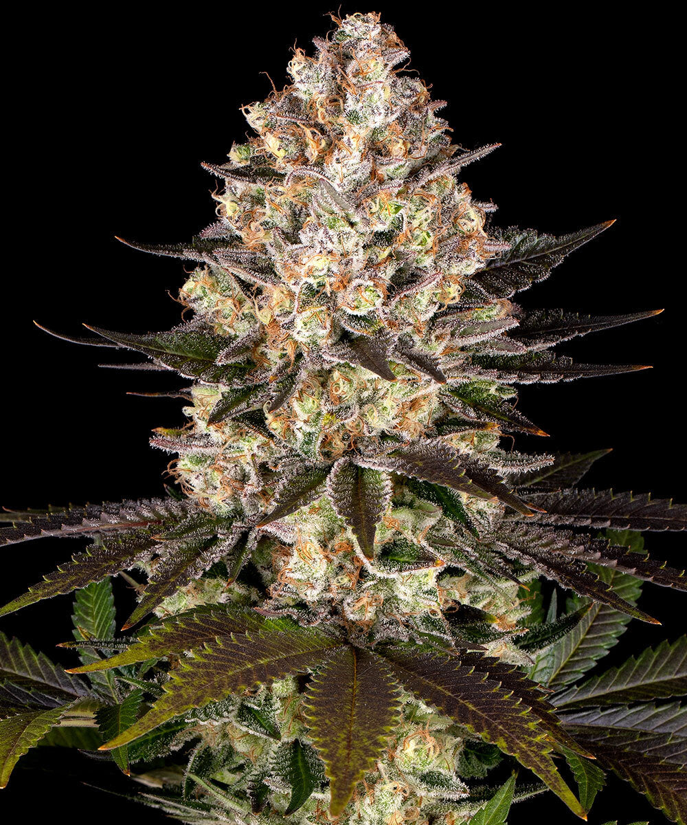 Barneys Farm Hindu Kush Fem 3 St.