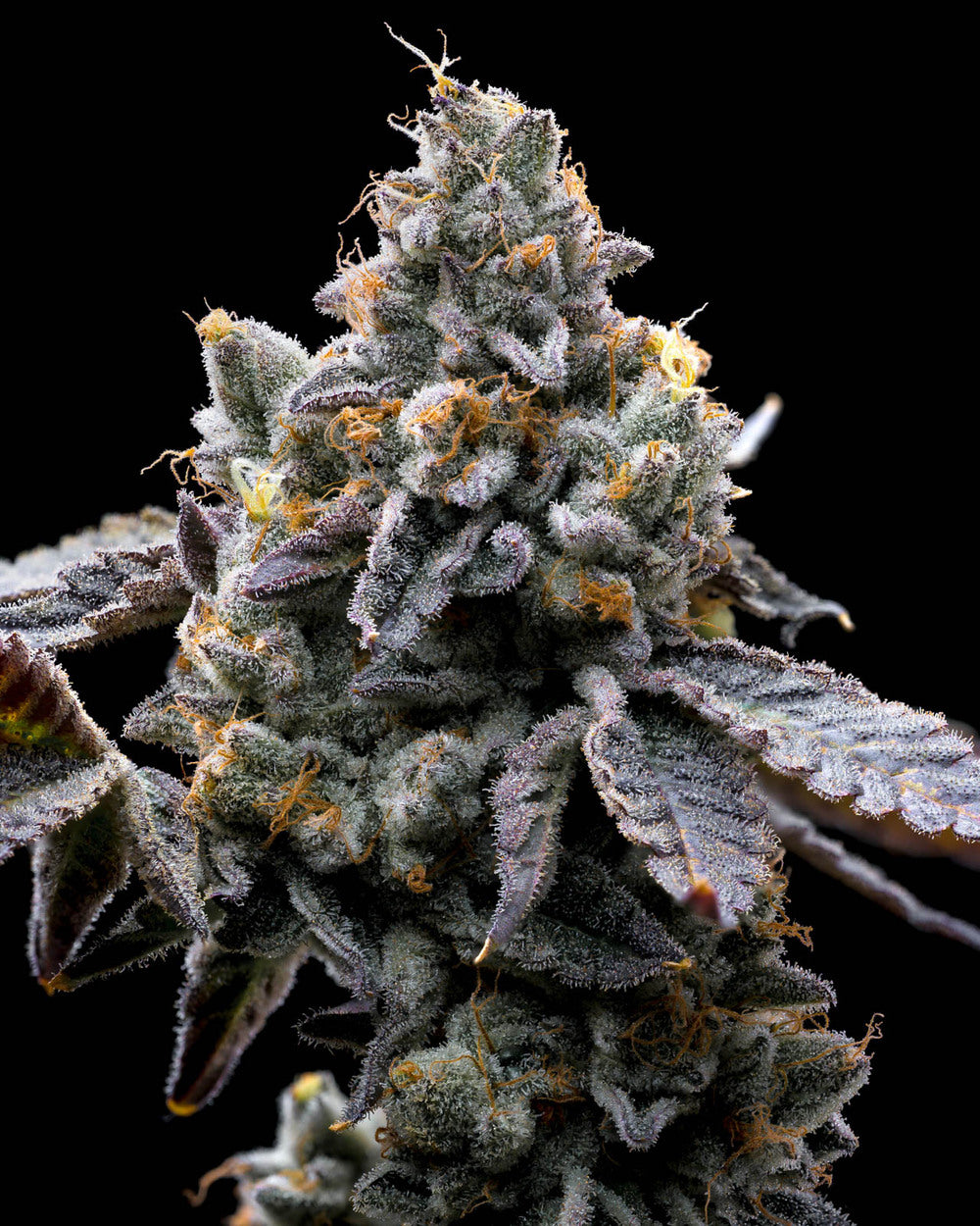 Barneys Farm GMO Cookies Fem 5St.