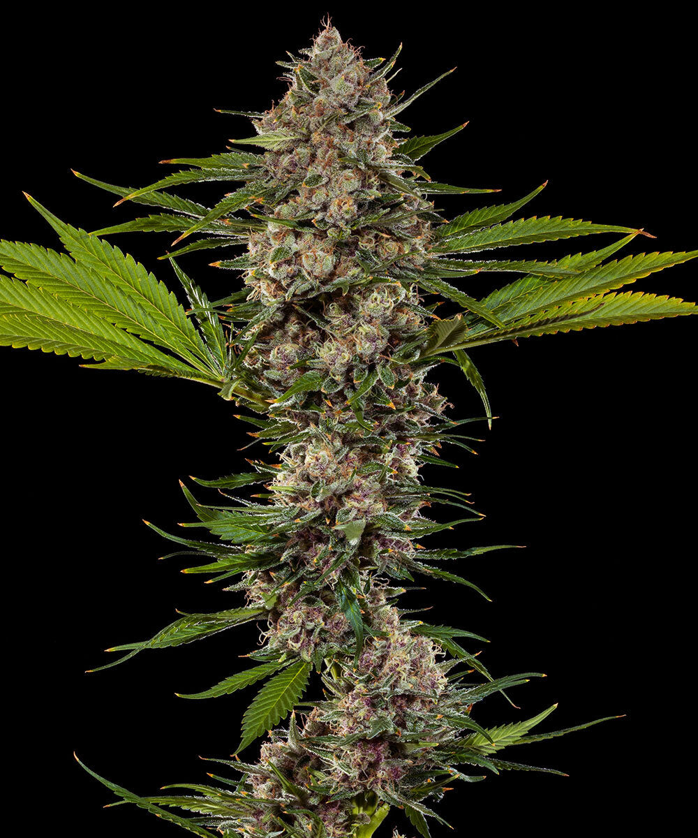 Barneys Farm MAC 1 Fem 3St.