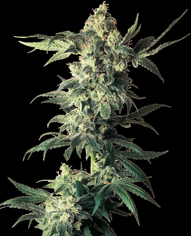 Sensi Seeds Northern Lights Auto Fem 3St.