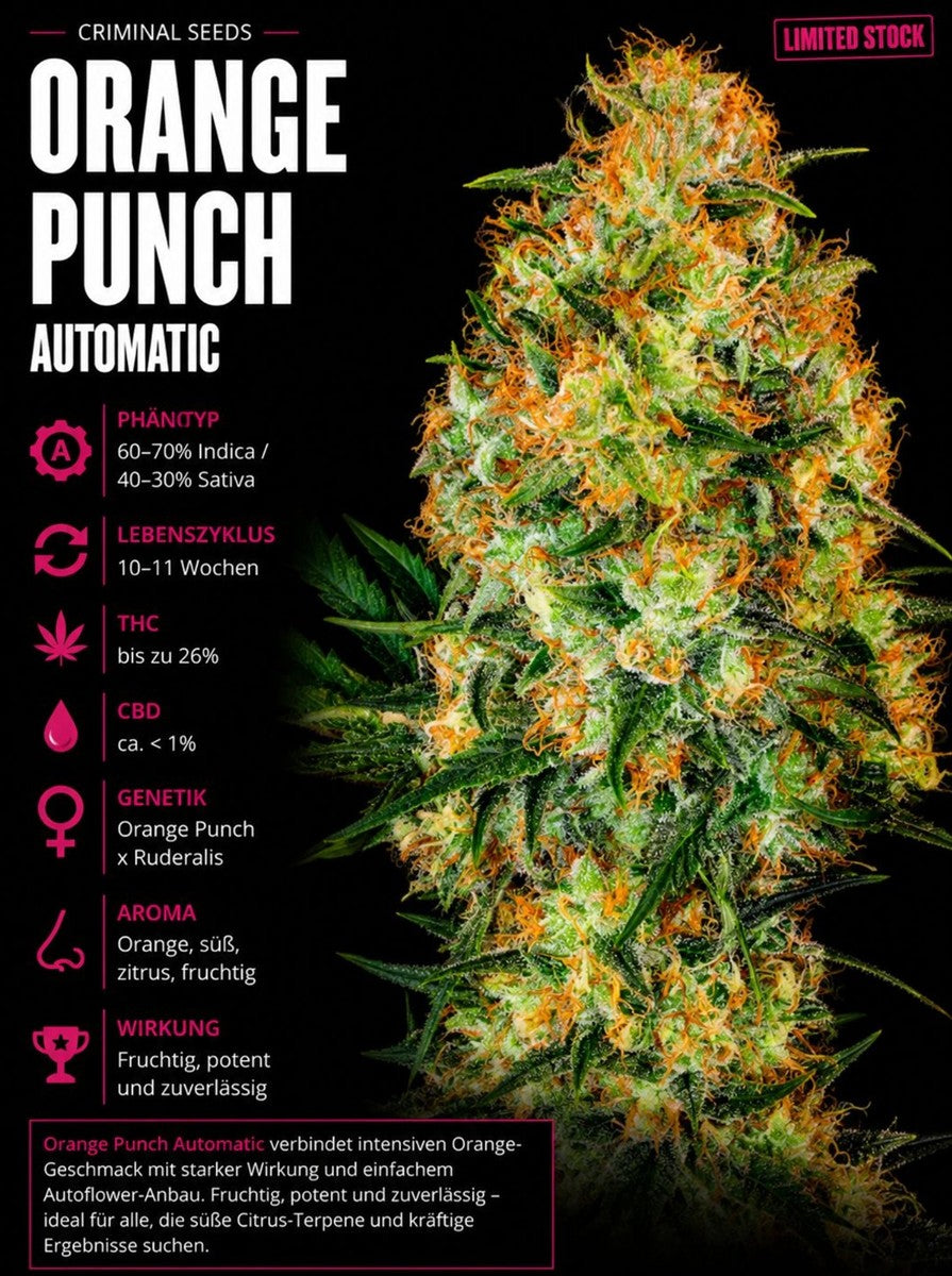 Criminal Seeds Orange Punch Auto Fem 3St.