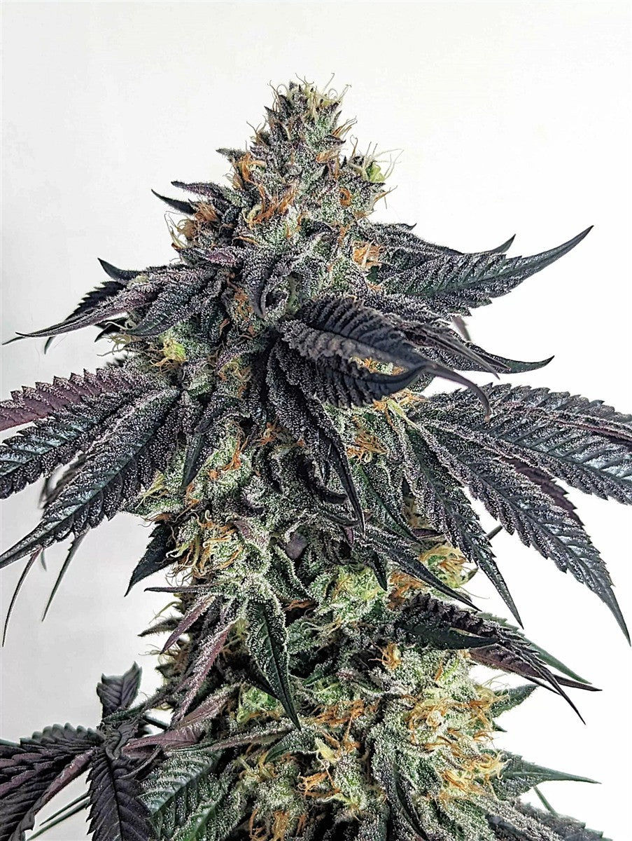 Umami Seeds Purple Limeade Fem 6St.