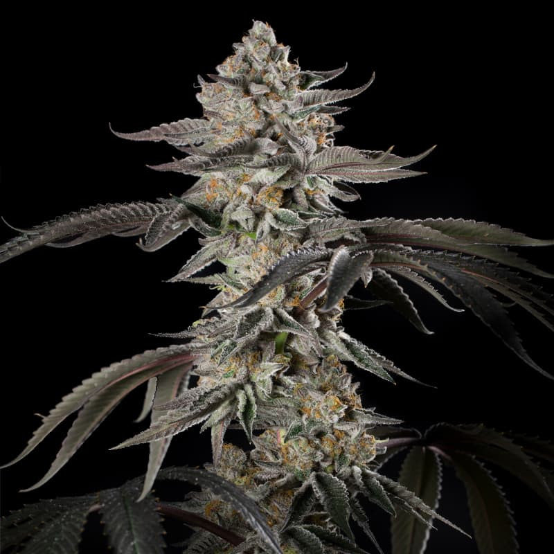 Silent Seeds Cherry Essence Fem 3St.