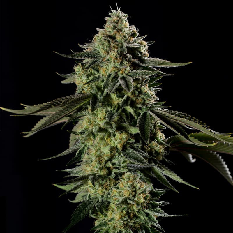 Silent Seeds Rainbow Gas Fem 3St.