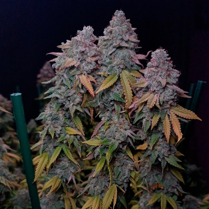 Silent Seeds Gorilla Frost Fem 3St.