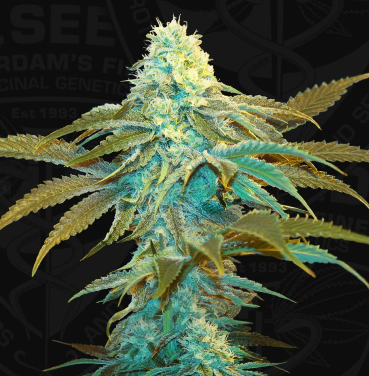 T.H. Seeds Vanilla Sundae Fem 2St.